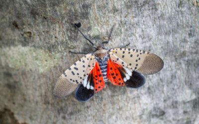 Close-up of a spotted lanternfly with its wings outstretched on a tree trunk.